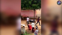 Wild Pigs Attack 60-Year-Old Woman In India