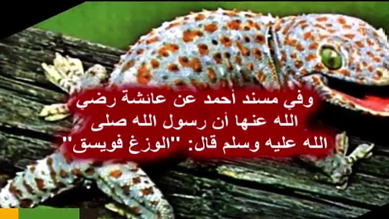 شاهد لماذا أوصى الرسول بقتل ابو بريص{الوزغ} ولماذا يحرك ذيله بعد قتله 2