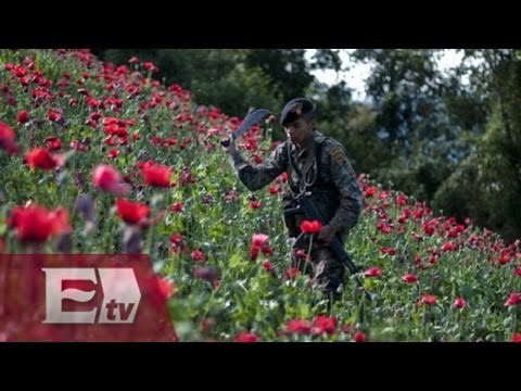 Destruyen plantío de marihuana en Chihuahua / Titulares de la noche