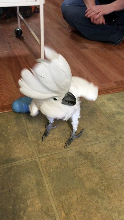 Cockatoo Say What?
