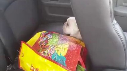 Des policiers sauvent un chien dans une voiture au soleil !