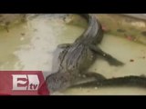 Joven ingresa a área de cocodrilos en zoológico y casi sale herida / Vianey Esquinca