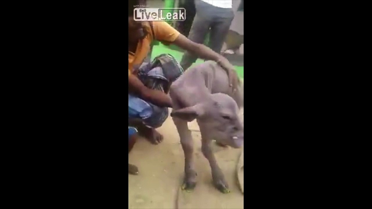 Cette vache a la tête d'un Troll d'Harry Potter !!