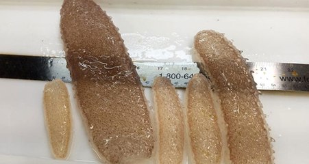 Garip Jelatinli Deniz Canlıları, Kuzey Kaliforniya Sahili'ni İstila Etti!