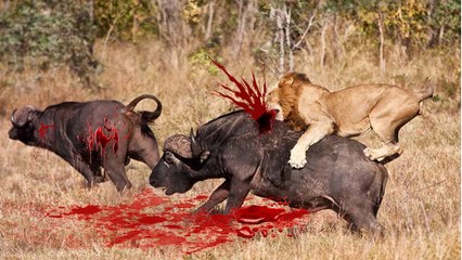 Most Amazing Wild Animal Attacks #1 - CRAZIEST Animal Fights - lion, tiger, deer, Crocodile