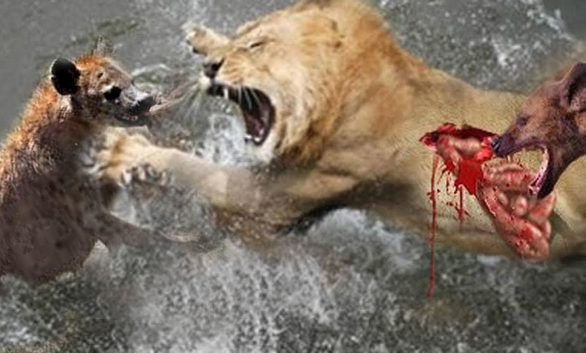 Lion Vs Hyenas - Cheetah Vs Hyenas - Leopard vs Hyenas Real Fight compilation 2016