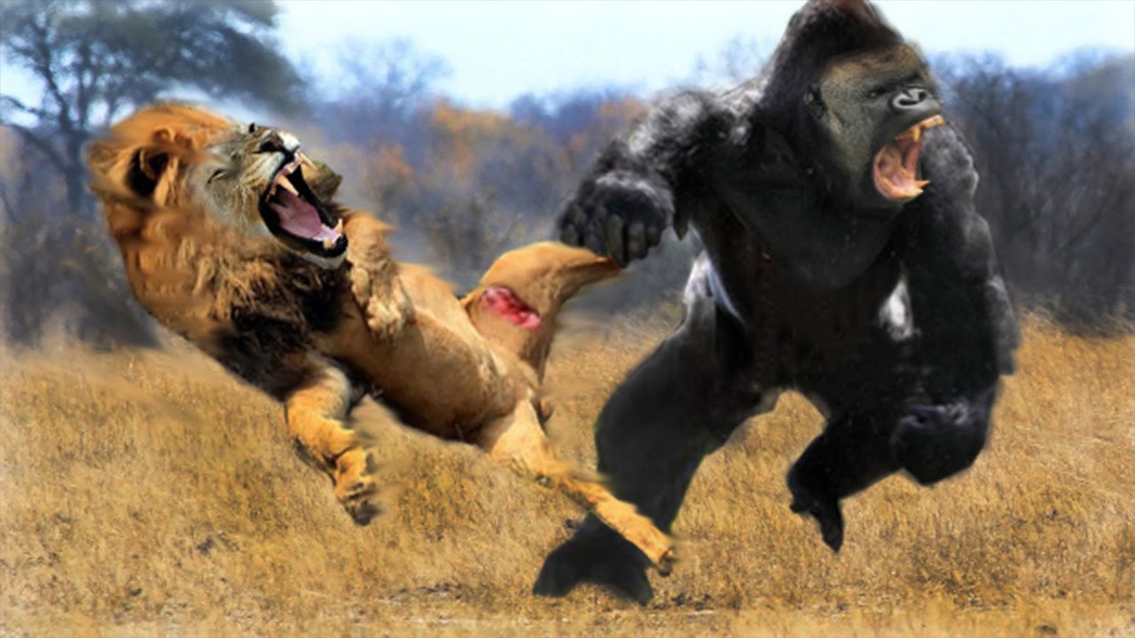Most Amazing Wild Animal Attack , lion attack zebra, hippo, elephant