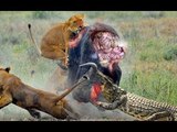 Most Amazing Wild Animal Attacks , lion, anaconda, snake, leopards, deer, Crocodile