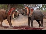 Most Amazing Wild Animal Attacks ,lion,hyenas, crocodiles, zebras