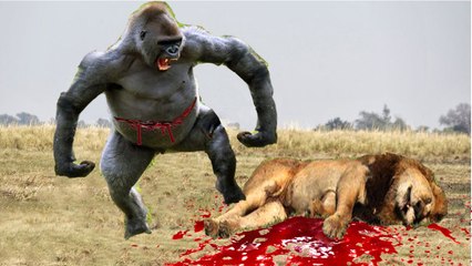 Best Moment Wild Animal Attacks Lion, Crocodile, Hyena, Hippo