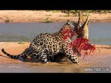 Most Amazing Wild Animal Attacks , Rhino vs lion, Crocodile vs zebra, Leopard