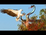 Animals Attack - When Animals Attack Compilation,Eagle vs Snake Real Fight, Eagle Attack Snakes