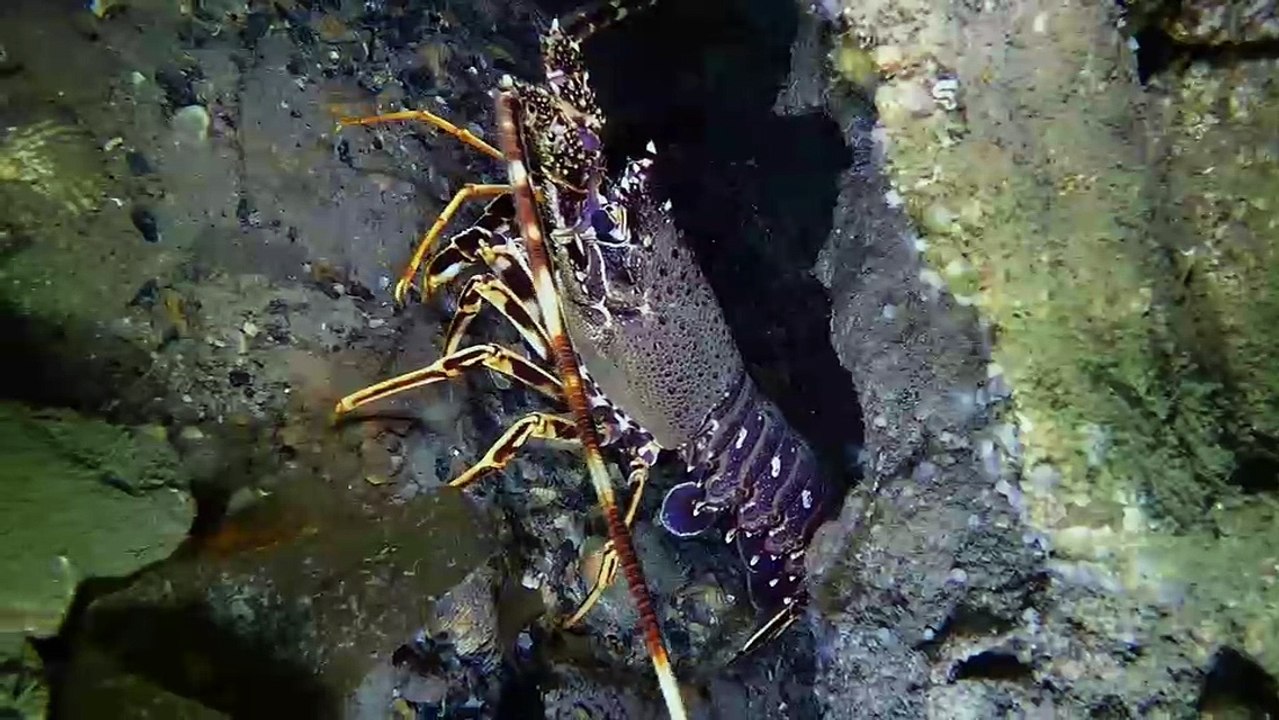 PECIO GENOVEVA LAREDO