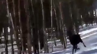 Moose runs down ski run at Breckenridge with snowboarders