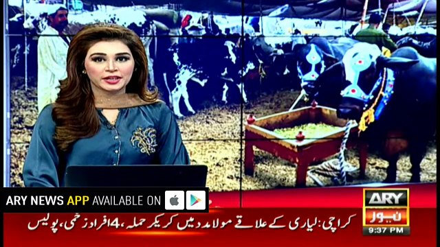 Cows, goats getting fake teeth in Eidul Azha cattle markets
