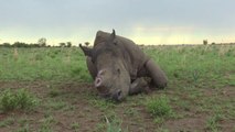[Actualité]  En Afrique du Sud, un éleveur veut vendre de la corne de rhinocéros