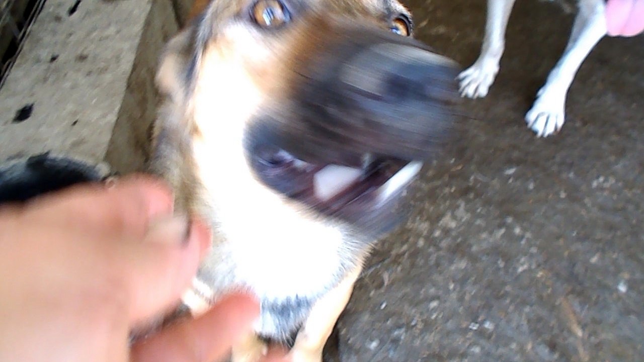 Samson