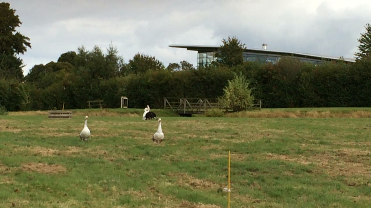 Happy, chien de berger de Dominique Fericot, gardant les moutons pendant une démonstration