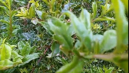 عراقي ينتحر بسبب لعبة مريم +18