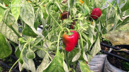 Venezuela Con Gusto: La fertilidad de un huerto en la azotea