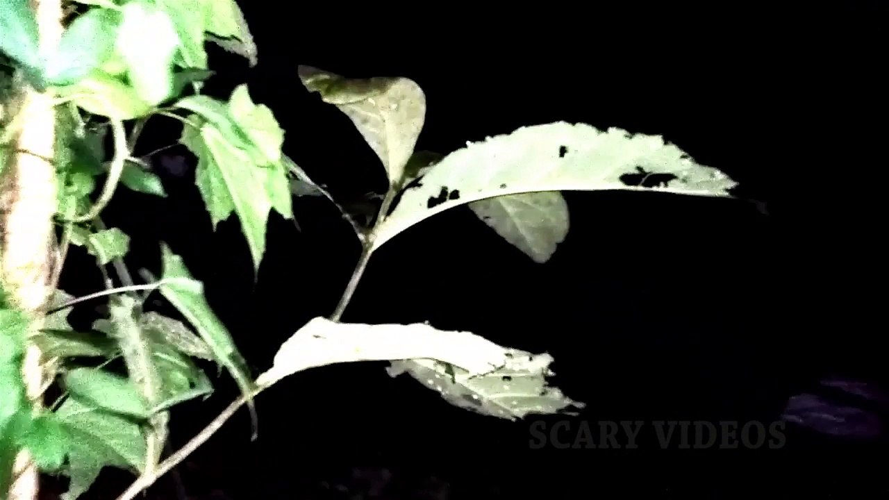 Extreme Paranormal Activity Caught On Tape _ Most Haunted Video