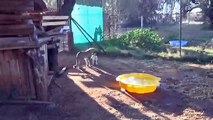 African Cheetah Cub Versus Jack Russell Terrier - Cat & Dog Fight Battle of Will - Cheetah