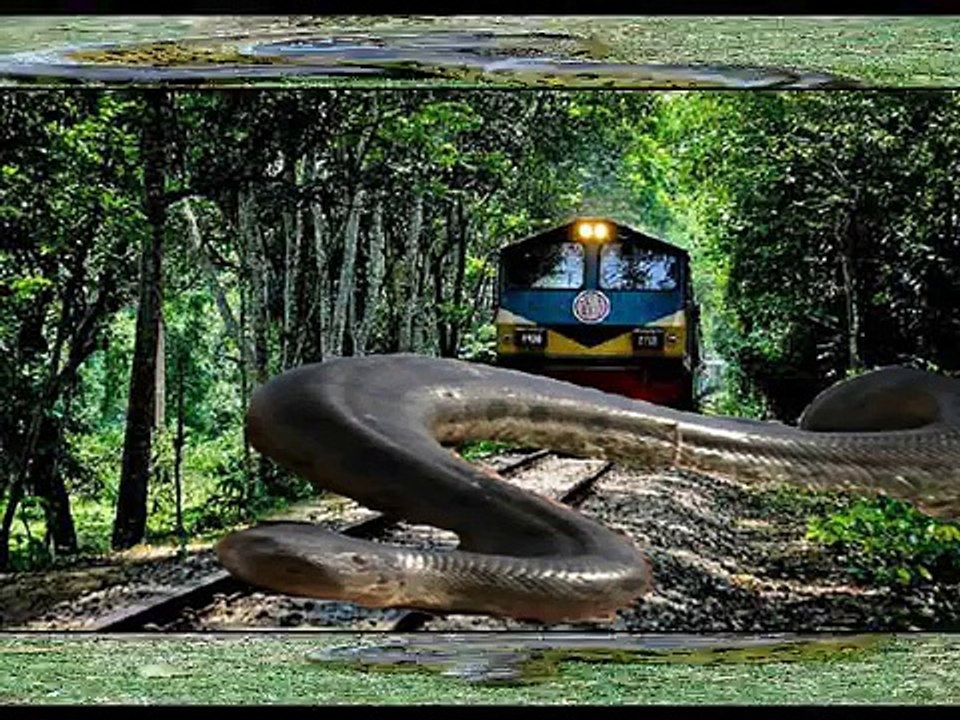 মৌলভীবাজারে বিশাল বড় এক সাপের সাথে ট্রেনের মুখোমুখি সংঘর্ষে, তারপর যা হলও কি ভয়ংকর ঘটনা আতকে উঠবেন