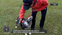 Cães e donos participam de Campeonato Brasileiro de Agility