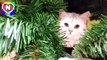 Video y gracioso de un gatito divertido árbol Simca con sellos divertido gato con nastyushik