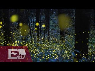 Belleza natural: Santuario de las luciérnagas, Tlaxcala / Titulares de la mañana