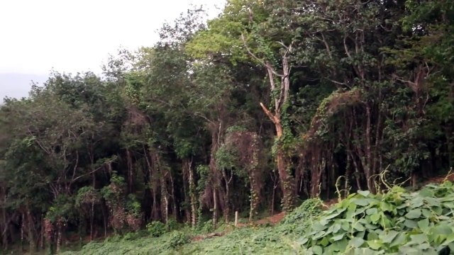 Shocking Ghost Sighting Video _ Real Ghost Sighting Caught On Tape From A Haunted Forest