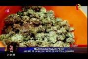 Marihuana es la droga más preferida en el Perú y su consumo aumenta, advierte Cedro