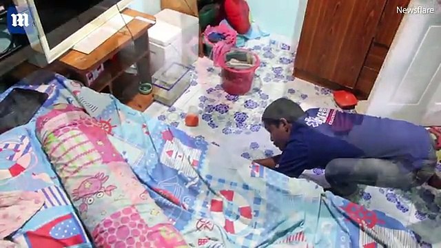 terrifying moment deadly python snake found under kids bed