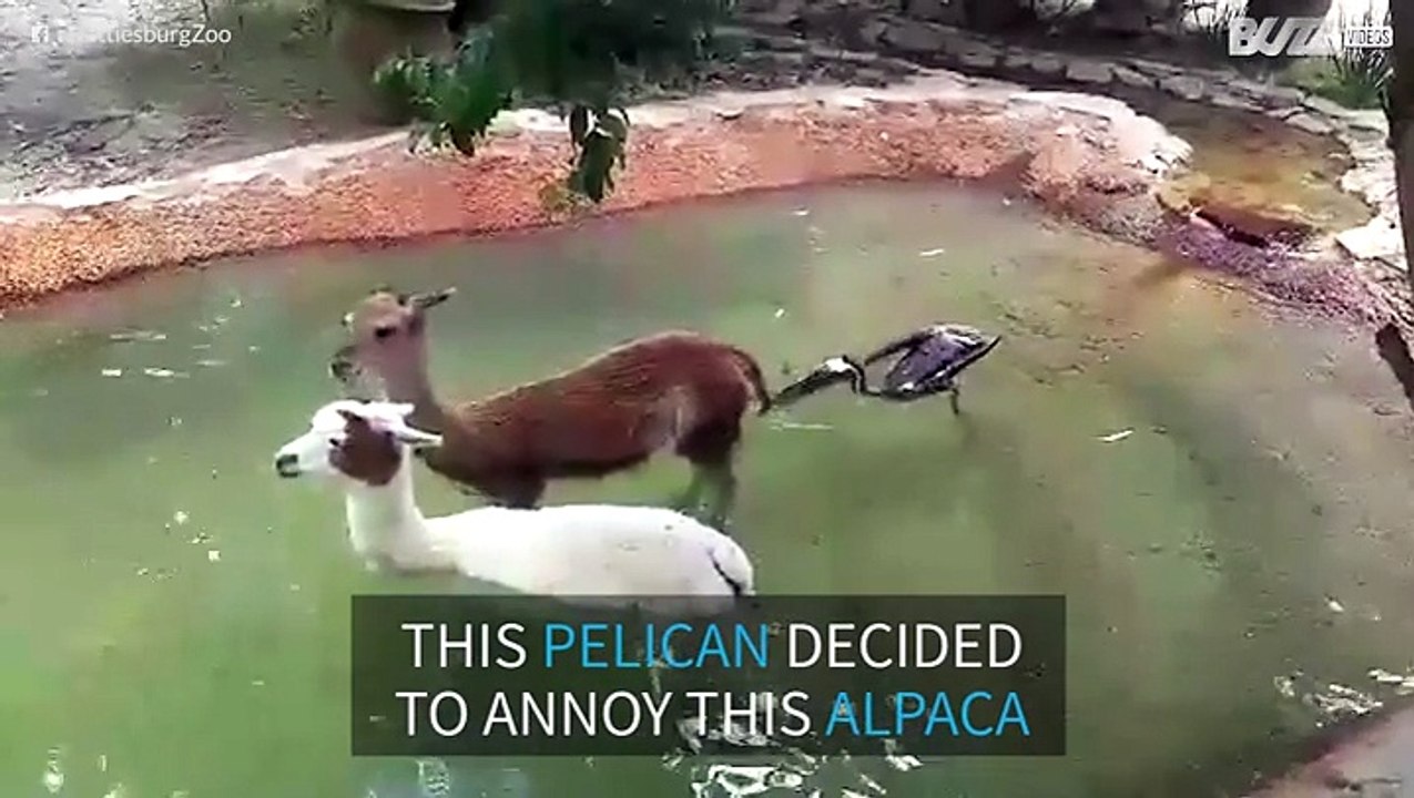 This Mississippi Pelican is a pain in the butt