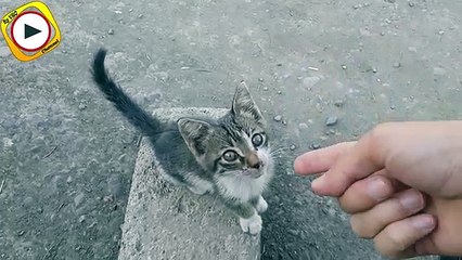 Azmış Pişik Balası