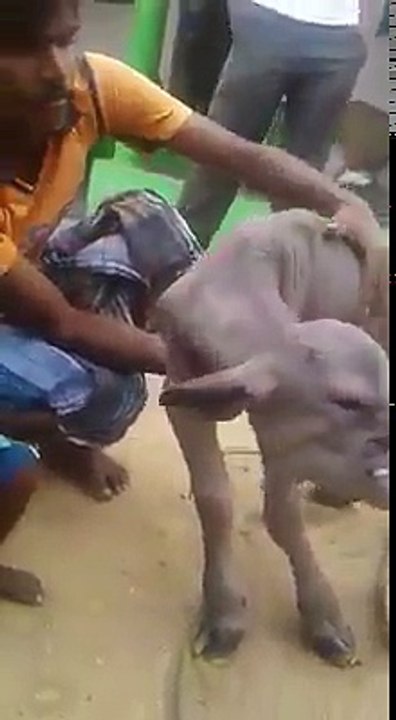 this animal