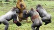 Best Moments Wild Animal Attacks - Craziest Animal Fights Caught On Camera