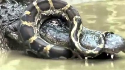 10 CRAZIEST Animal Fights Caught On Camera