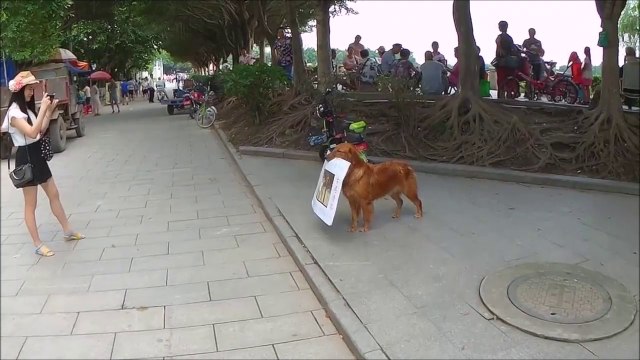 Ce chien adorable fait de la publicité pour le resto de son propriétaire en Chine
