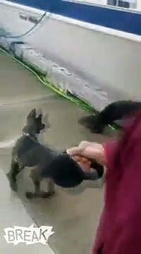 Amitié improbable entre ce chien et cette loutre... Adorable