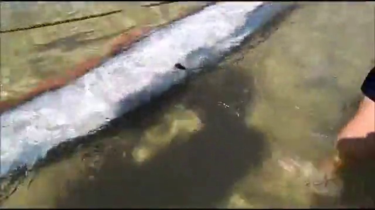 Un Poisson-Ruban de 4,5 mètres péché au Mexique