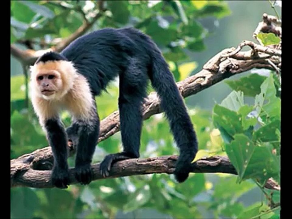 El Sonido de los Animales - Canción Infantil - aprende los animales - animación para niños