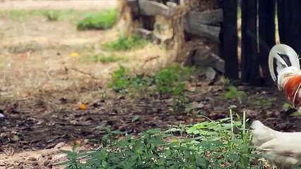 Colección Conde divertido Aprender aprendizaje número para niñito con Parque zoológico 20 |