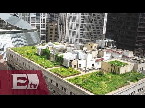 ¿Cuáles son los beneficios de tener una azotea verde? / Entre mujeres