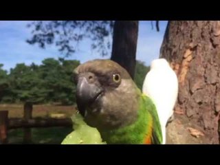 Cockatoo Has a Blast on Bike Tour