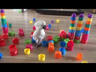 Harley Is Sick and Tired of Playing With Color Blocks