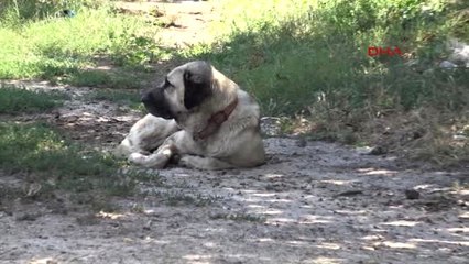 Silivri'de Kurtlar, Yarış Atı Yetiştirilen Çiftliğe Saldırdı
