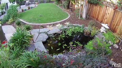 Troublesome cat falls in pond after trying to catch pigeon