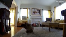 Hilarious video shows dog showing off his dance moves