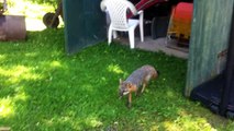 When Animals Attack: Rabid Fox: Rabies: “Cuando los animales atacan. zorro” “عندما تهاجم الحيوانات. ثعلب” “动物攻击时 狐狸” “動物